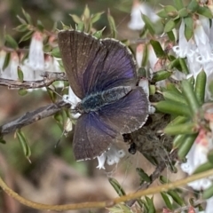 Erina hyacinthina at Jerrabomberra, NSW - 10 Sep 2022 02:23 PM