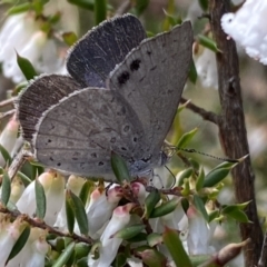 Erina hyacinthina at Jerrabomberra, NSW - 10 Sep 2022