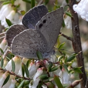 Erina hyacinthina at Jerrabomberra, NSW - 10 Sep 2022 02:23 PM