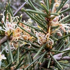 Hakea decurrens subsp. decurrens (Bushy Needlewood) at Mount Jerrabomberra - 10 Sep 2022 by Steve_Bok