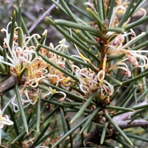 Hakea decurrens subsp. decurrens at Jerrabomberra, NSW - 10 Sep 2022 02:17 PM