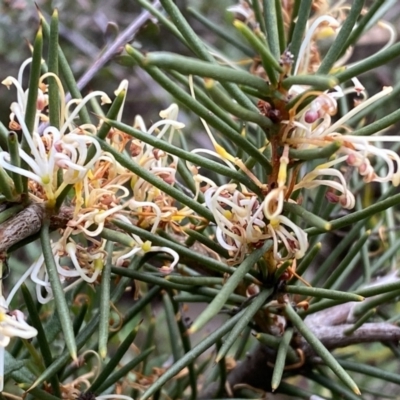 Hakea decurrens subsp. decurrens (Bushy Needlewood) at Mount Jerrabomberra QP - 10 Sep 2022 by Steve_Bok