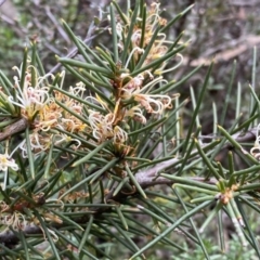 Hakea decurrens subsp. decurrens at Jerrabomberra, NSW - 10 Sep 2022 02:17 PM