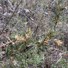 Hakea decurrens subsp. decurrens at Jerrabomberra, NSW - 10 Sep 2022 02:17 PM