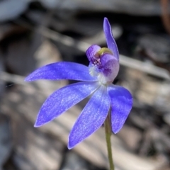 Cyanicula caerulea (Blue Fingers, Blue Fairies) at Mount Jerrabomberra - 10 Sep 2022 by Steve_Bok