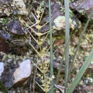 Lomandra longifolia at Jerrabomberra, NSW - 10 Sep 2022 12:54 PM