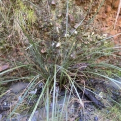 Lomandra longifolia at Jerrabomberra, NSW - 10 Sep 2022