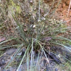 Lomandra longifolia at Jerrabomberra, NSW - 10 Sep 2022 12:54 PM