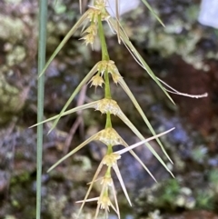 Lomandra longifolia at Jerrabomberra, NSW - 10 Sep 2022