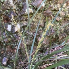 Lomandra longifolia at Jerrabomberra, NSW - 10 Sep 2022 12:54 PM