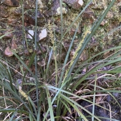 Lomandra longifolia at Jerrabomberra, NSW - 10 Sep 2022 12:54 PM