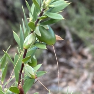 Styphelia triflora at Jerrabomberra, NSW - 10 Sep 2022