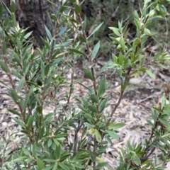 Styphelia triflora at Jerrabomberra, NSW - 10 Sep 2022