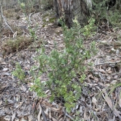 Styphelia triflora at Jerrabomberra, NSW - 10 Sep 2022