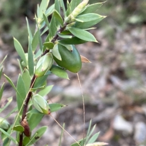 Styphelia triflora at Jerrabomberra, NSW - 10 Sep 2022