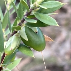 Styphelia triflora at Jerrabomberra, NSW - 10 Sep 2022