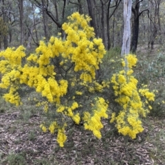 Acacia boormanii (Snowy River Wattle) at Mount Jerrabomberra - 10 Sep 2022 by Steve_Bok