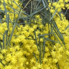 Acacia boormanii at Jerrabomberra, NSW - 10 Sep 2022