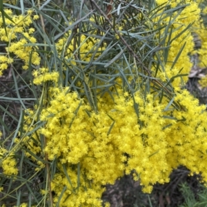 Acacia boormanii at Jerrabomberra, NSW - 10 Sep 2022 12:00 PM