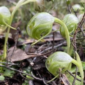 Pterostylis nutans at Jerrabomberra, NSW - suppressed