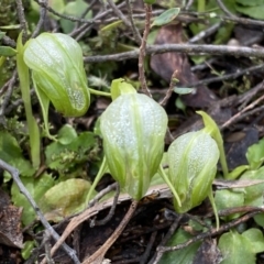 Pterostylis nutans at Jerrabomberra, NSW - suppressed