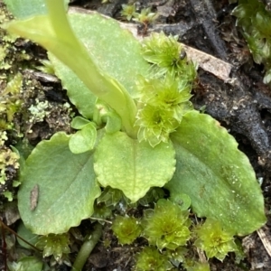 Pterostylis nutans at Jerrabomberra, NSW - suppressed