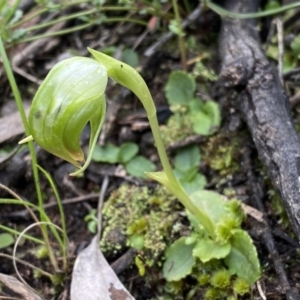 Pterostylis nutans at Jerrabomberra, NSW - 10 Sep 2022