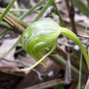 Pterostylis nutans at Jerrabomberra, NSW - 10 Sep 2022