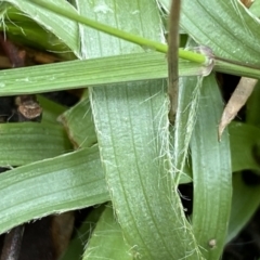Luzula densiflora at Jerrabomberra, NSW - 10 Sep 2022