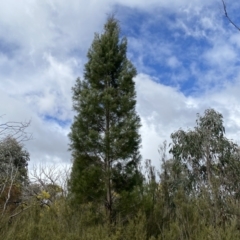 Callitris endlicheri (Black Cypress Pine) at Jerrabomberra, NSW - 10 Sep 2022 by SteveBorkowskis