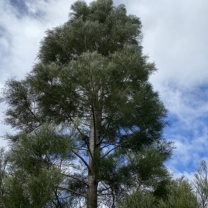 Callitris endlicheri at Jerrabomberra, NSW - 10 Sep 2022