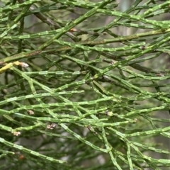 Callitris endlicheri at Jerrabomberra, NSW - 10 Sep 2022