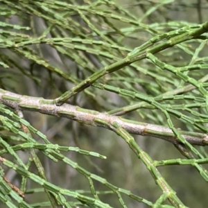 Callitris endlicheri at Jerrabomberra, NSW - 10 Sep 2022