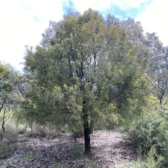 Exocarpos cupressiformis (Cherry Ballart) at Mount Jerrabomberra - 10 Sep 2022 by Steve_Bok