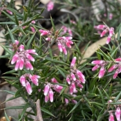 Lissanthe strigosa subsp. subulata (Peach Heath) at Jerrabomberra, NSW - 10 Sep 2022 by Steve_Bok