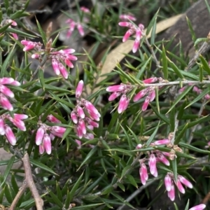 Lissanthe strigosa subsp. subulata at Jerrabomberra, NSW - 10 Sep 2022