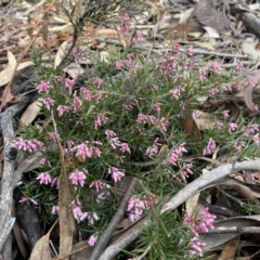 Lissanthe strigosa subsp. subulata at Jerrabomberra, NSW - 10 Sep 2022 10:51 AM