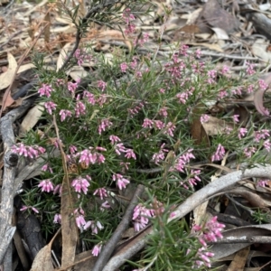 Lissanthe strigosa subsp. subulata at Jerrabomberra, NSW - 10 Sep 2022