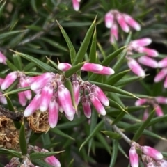 Lissanthe strigosa subsp. subulata at Jerrabomberra, NSW - 10 Sep 2022