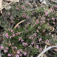 Lissanthe strigosa subsp. subulata at Jerrabomberra, NSW - 10 Sep 2022