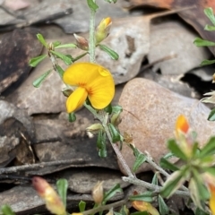 Pultenaea microphylla (Egg and Bacon Pea) at Jerrabomberra, NSW - 10 Sep 2022 by SteveBorkowskis