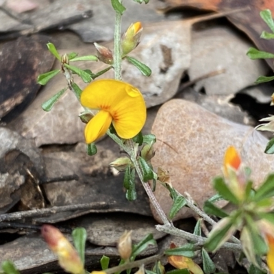 Pultenaea microphylla (Egg and Bacon Pea) at Jerrabomberra, NSW - 10 Sep 2022 by SteveBorkowskis