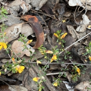 Pultenaea microphylla at Jerrabomberra, NSW - 10 Sep 2022 10:44 AM