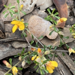 Pultenaea microphylla at Jerrabomberra, NSW - 10 Sep 2022 10:44 AM