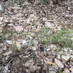 Pultenaea microphylla at Jerrabomberra, NSW - 10 Sep 2022 10:44 AM