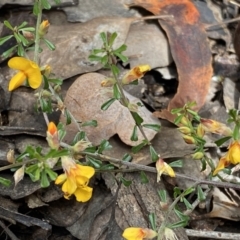 Pultenaea microphylla at Jerrabomberra, NSW - 10 Sep 2022 10:44 AM