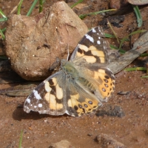 Vanessa kershawi at Jerrabomberra, NSW - 10 Sep 2022