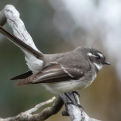 Rhipidura albiscapa (Grey Fantail) at Jerrabomberra, NSW - 10 Sep 2022 by SteveBorkowskis