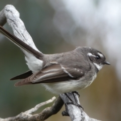 Rhipidura albiscapa (Grey Fantail) at Jerrabomberra, NSW - 10 Sep 2022 by Steve_Bok