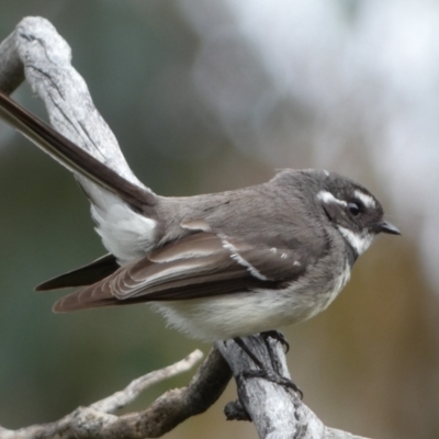 Rhipidura albiscapa (Grey Fantail) at Mount Jerrabomberra - 10 Sep 2022 by Steve_Bok